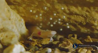 Here a pregnant female olm resides in an aquarium at Slovenia's Postojna Cave.