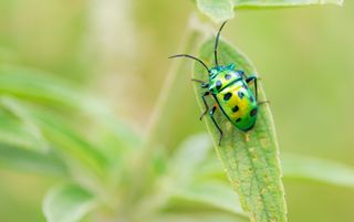 Close-up photo of a spotted green jewel bug on a blade of grass.