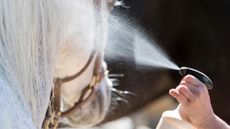 Close up of horse being sprayed with one of the best mane and tail detanglers