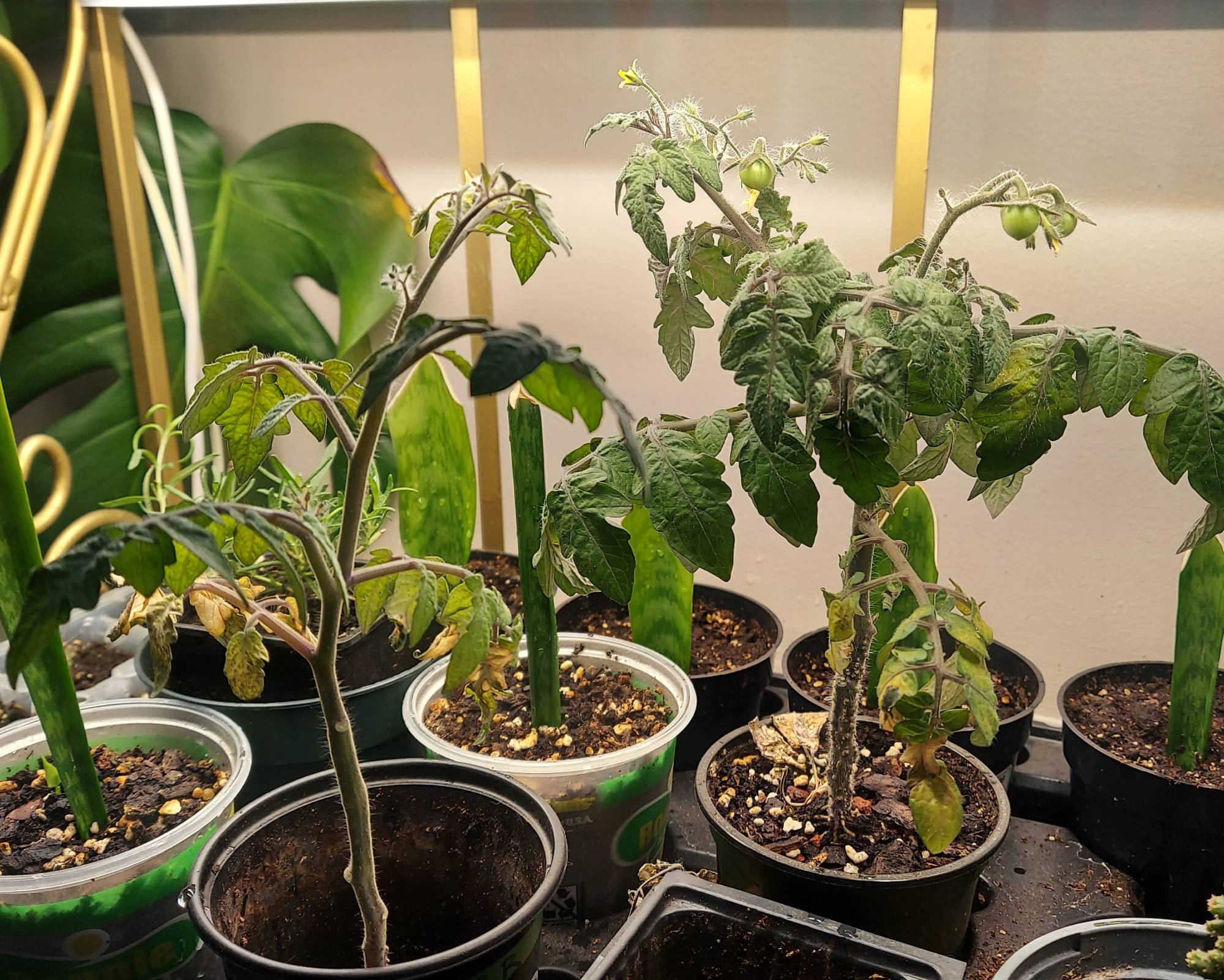 Tomato plants grown in pots, not click and grow system