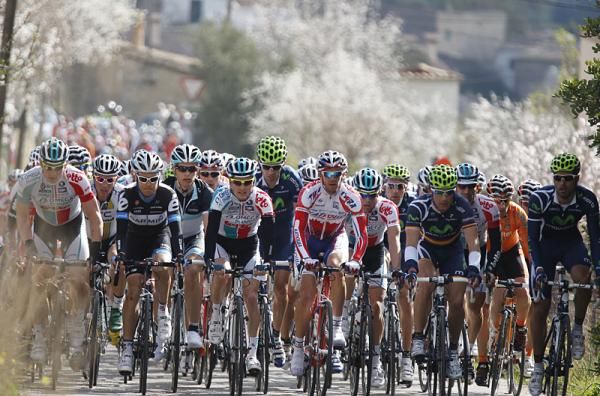 The peloton passes trees in bloom in the Trofeo Magaluf-Palmanova