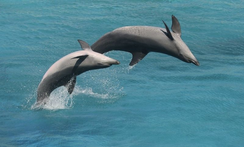 Two bottlenose dolphins performing.