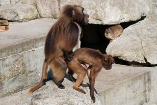 Research published in the Feb. 24, 2012, issue of the journal Science suggests that when male gelada monkeys take over a reproductive group, the pregnant monkeys in the group spontaneously miscarry. Then they mated with the new male (mating scene shown he