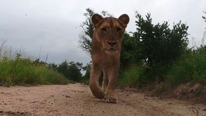 Lioness approaching GoPro