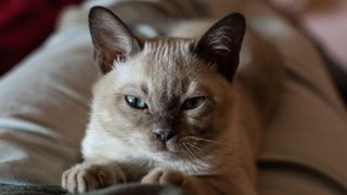 Tonkinese kitten