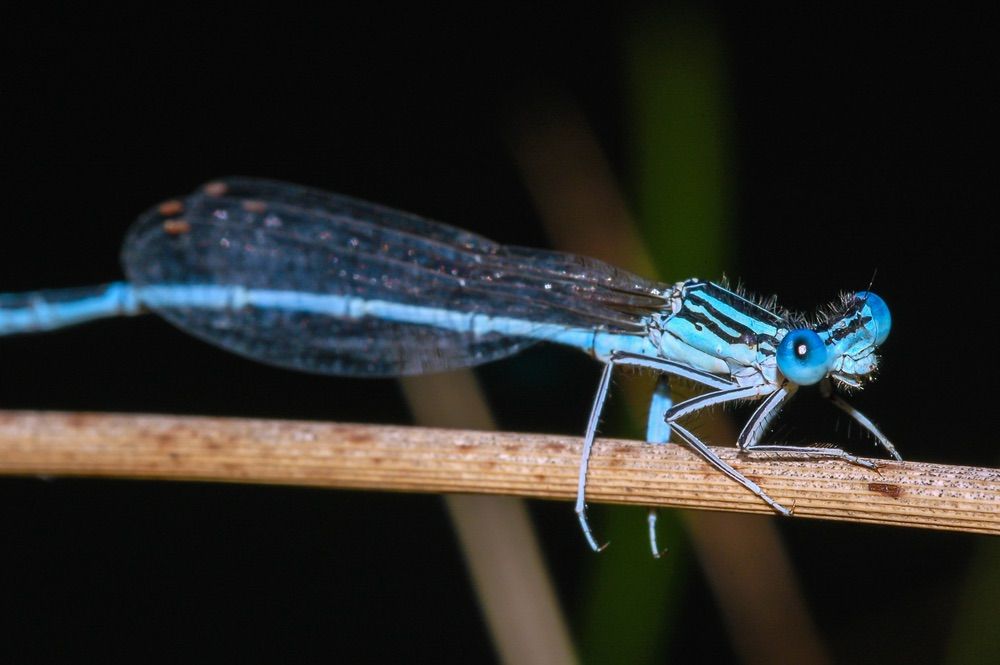 a blue dragonfly on a leafy plant.