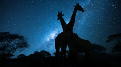 The silhouettes of two giraffes under the night sky in Tanzania