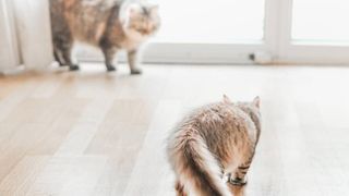 two cats approaching each other