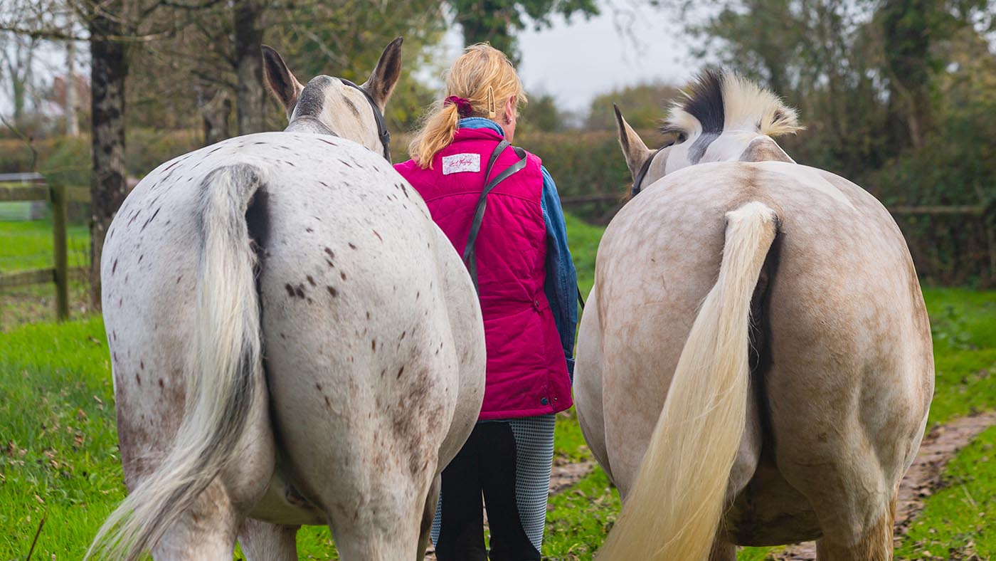 Leading two horses out to the field