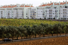 Carcavelos_vineyards_buildings_2P9H3DF_Alamy-920x609.png