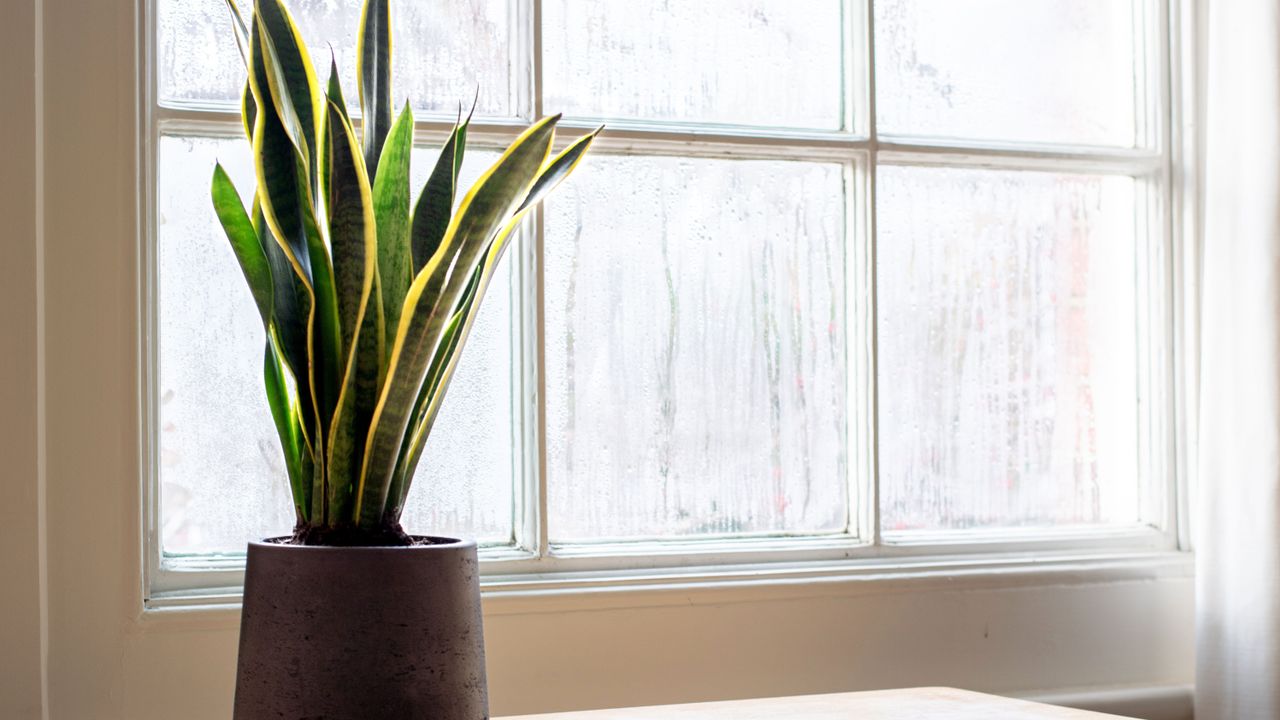 Snake plant in a bedroom