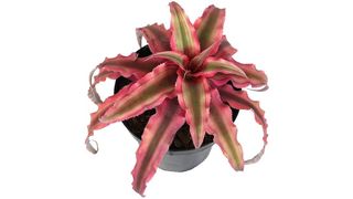 Altman Plants cryptanthus bromeliad plant