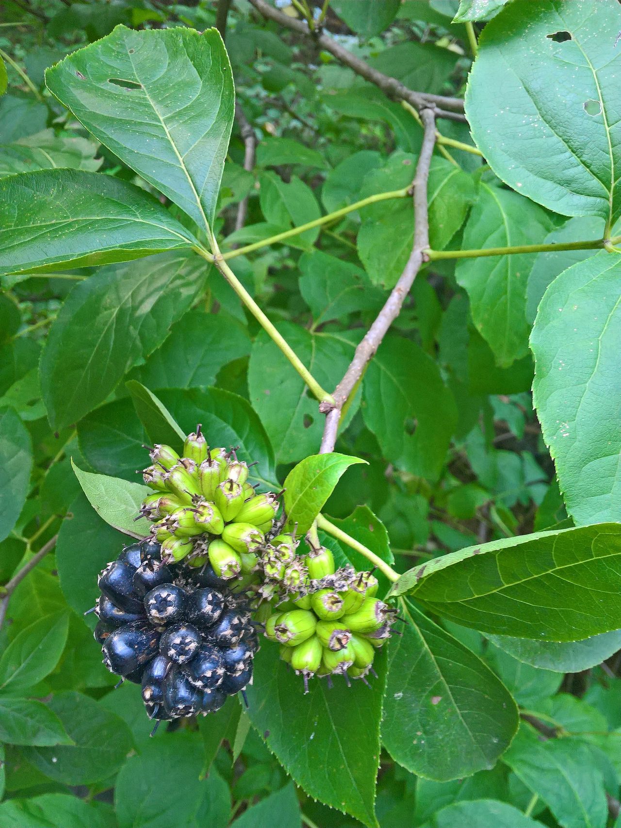 Ginseng Plant