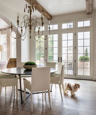 cavalier king charles spaniel in neutral light filled dining room space with hard floor