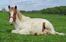 rescued foal dies