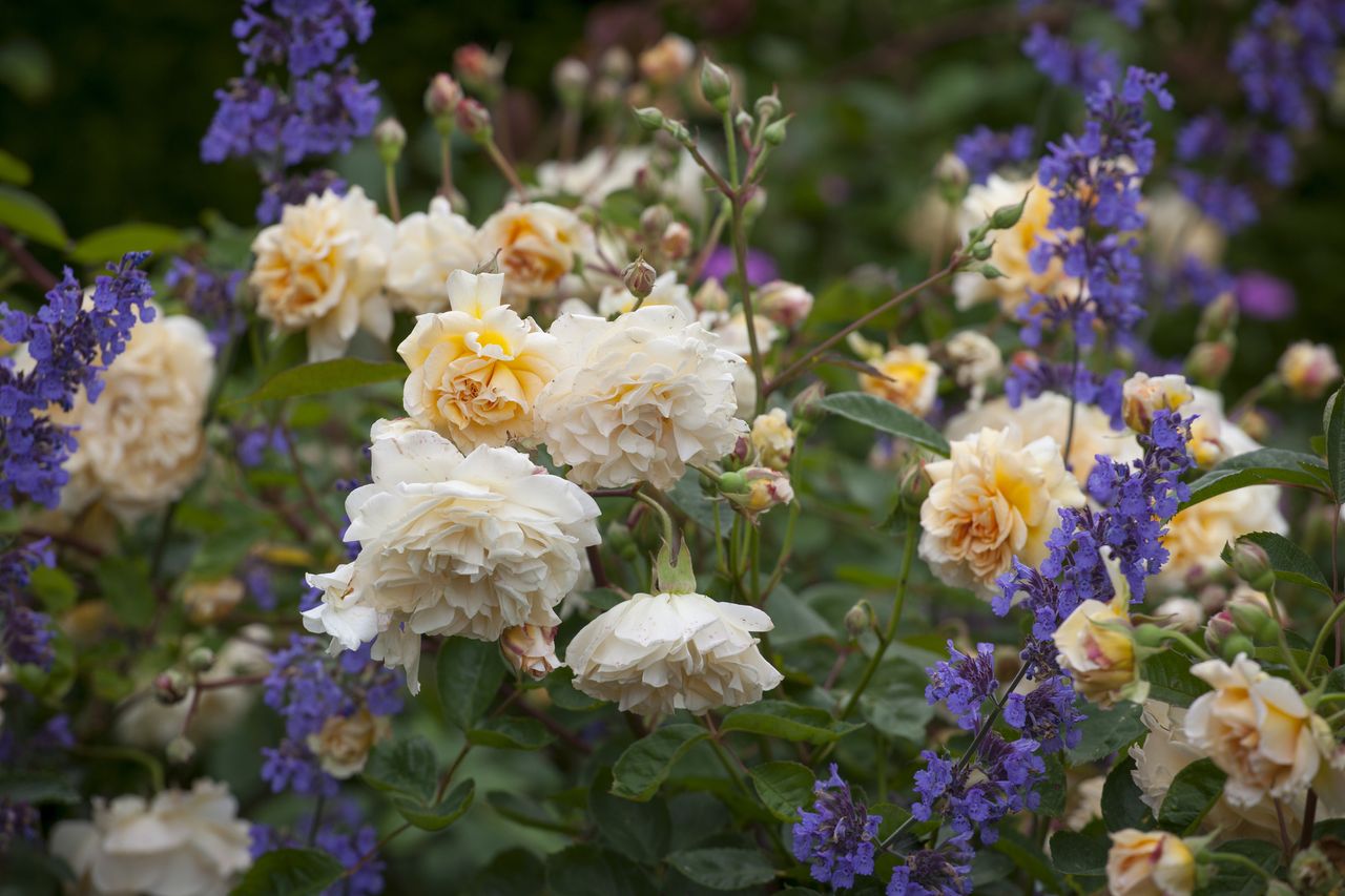 5 of the best companion plants for your rose bushes Gardeningetc