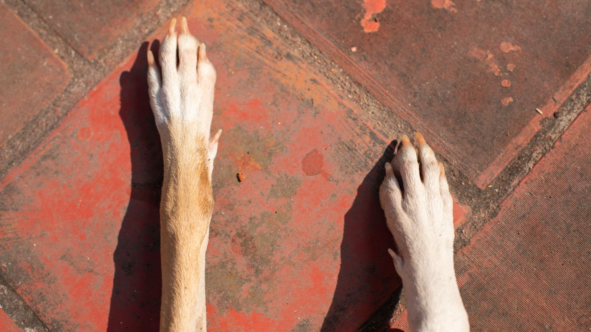 dog's paws on sunny tiles