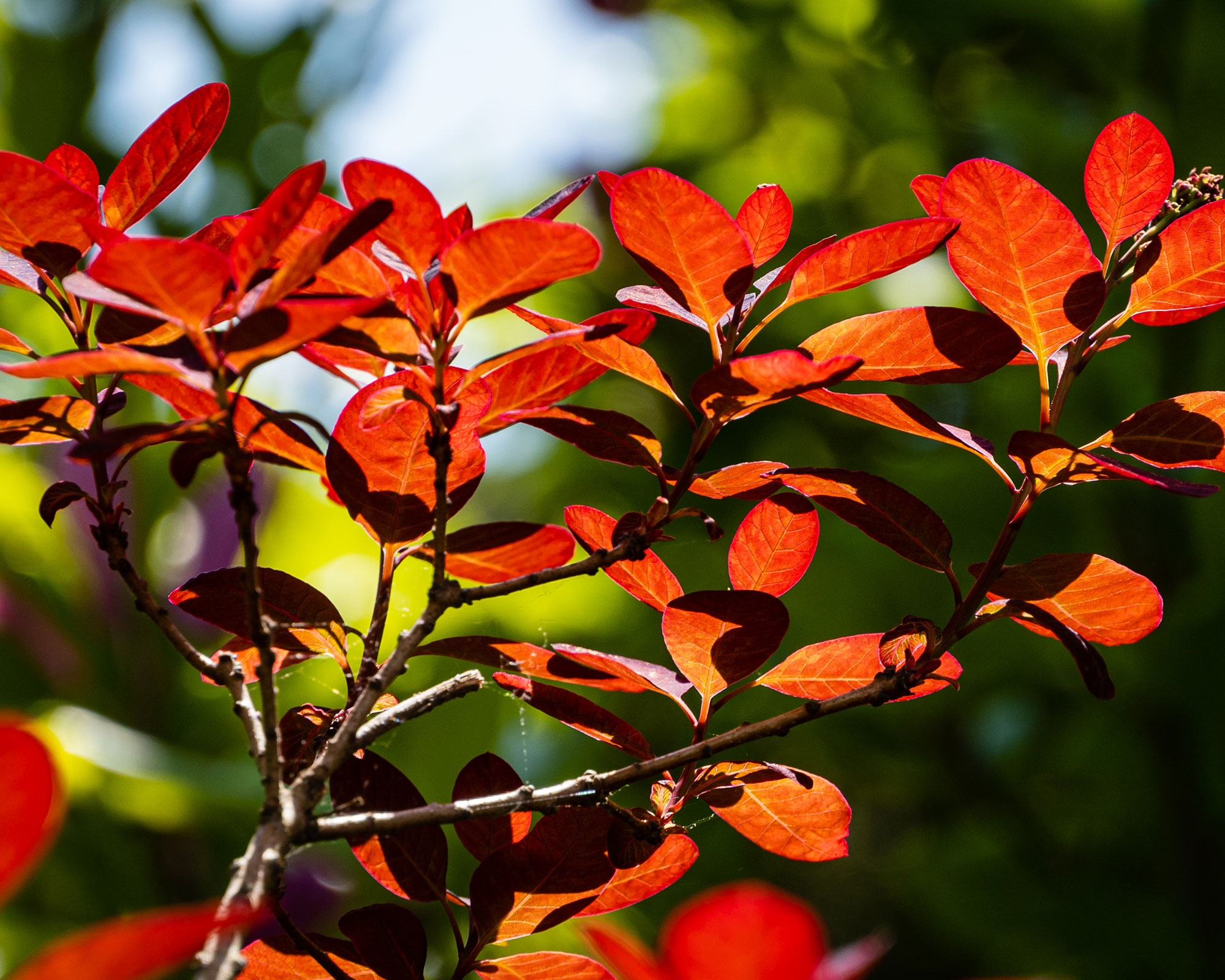 trees with red leaves Cotinus coggygria Royal Purple