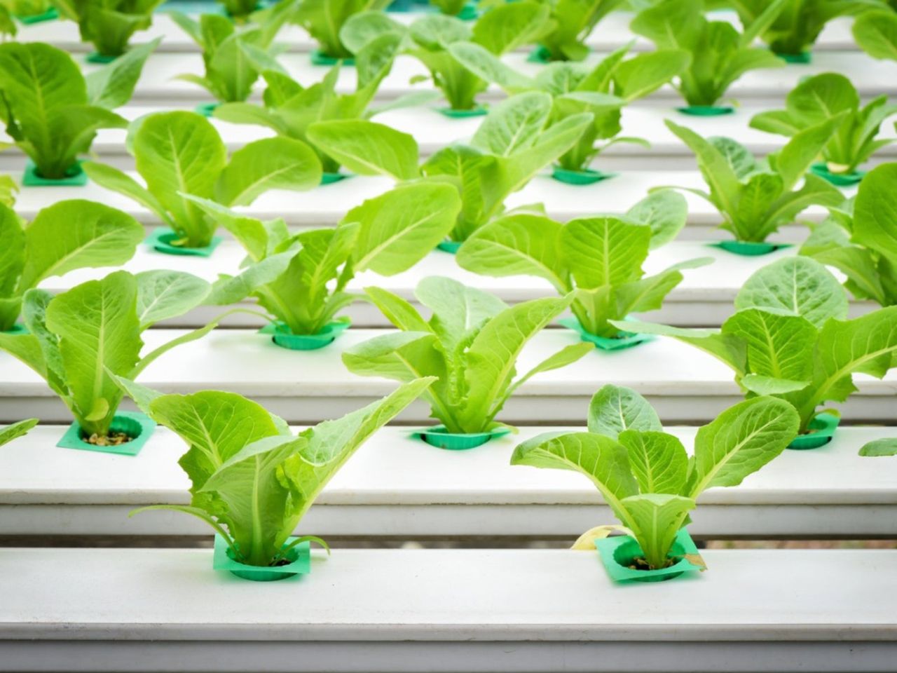 Indoor Hydroponic System