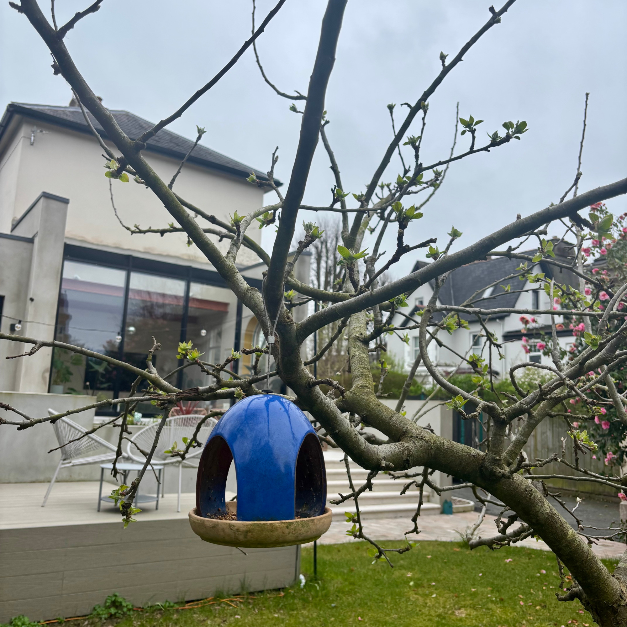 blue ceramic bird feeder on an apple tree in a garden