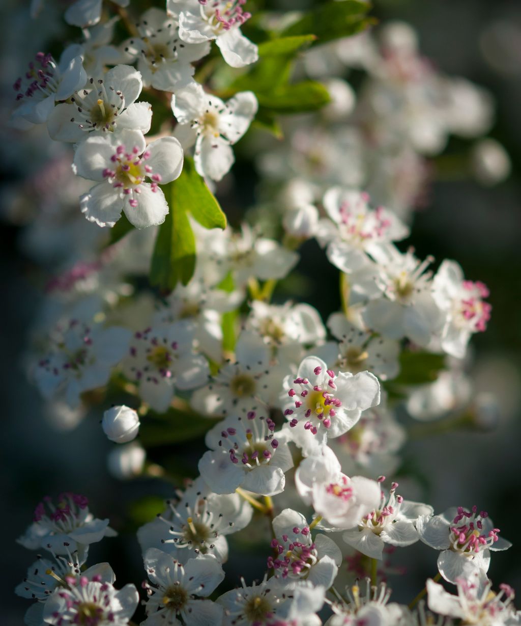 This is the one flowering hedge plant you need in your garden ...