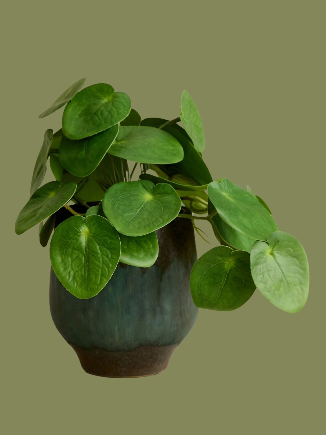 M&amp;amp;S, Artificial Money Plant in Ceramic Pot