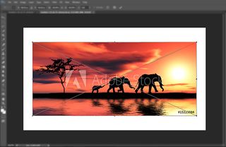 Elephant picture imported into Photoshop layout