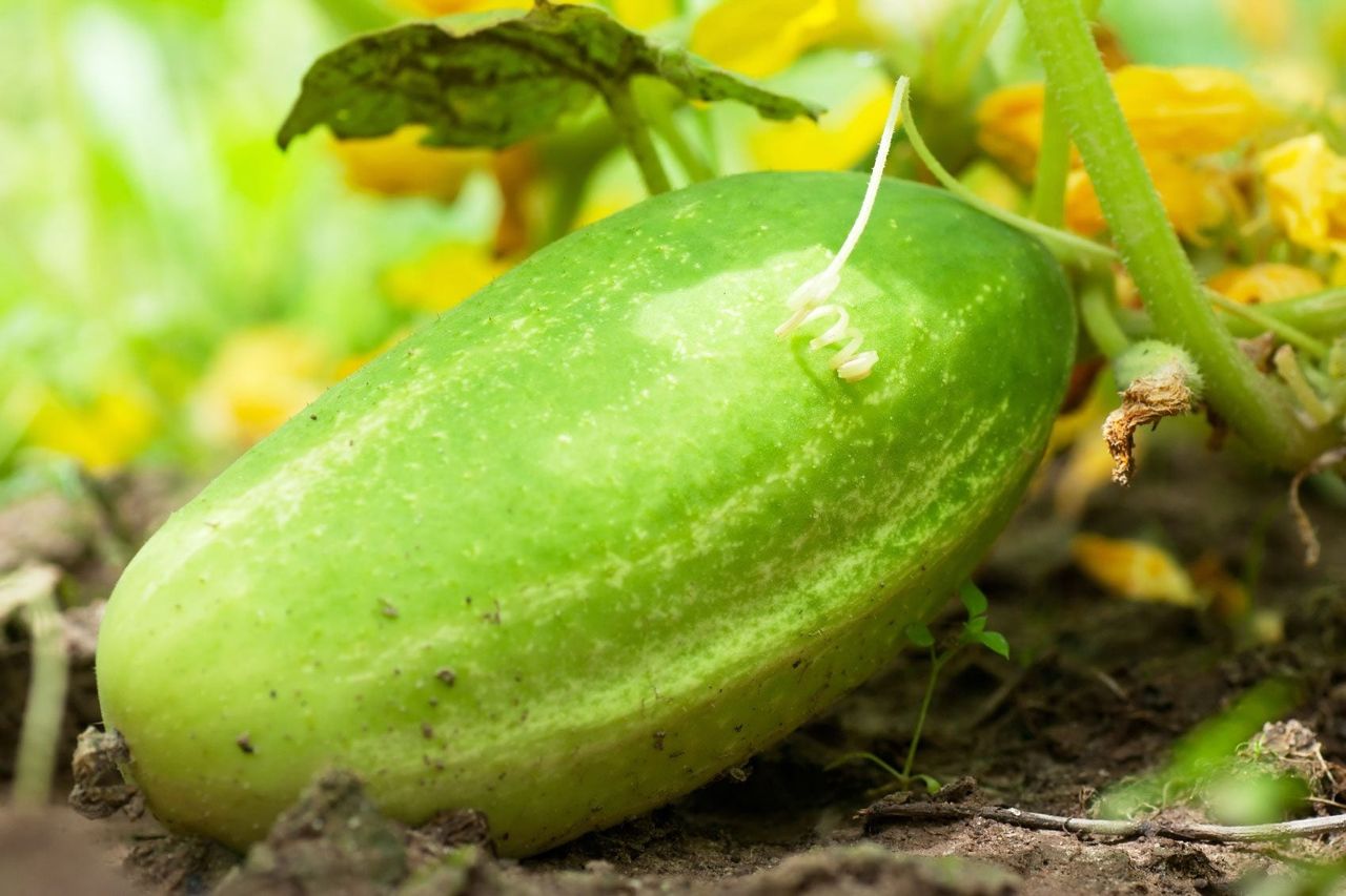 Cucumber Plant In The Garden