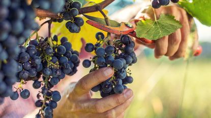 ripe grapes being harvested by hand