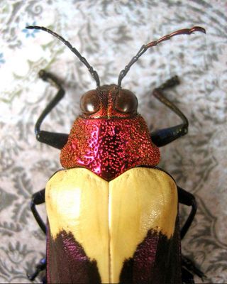 Red, Shimmery jewel beetle