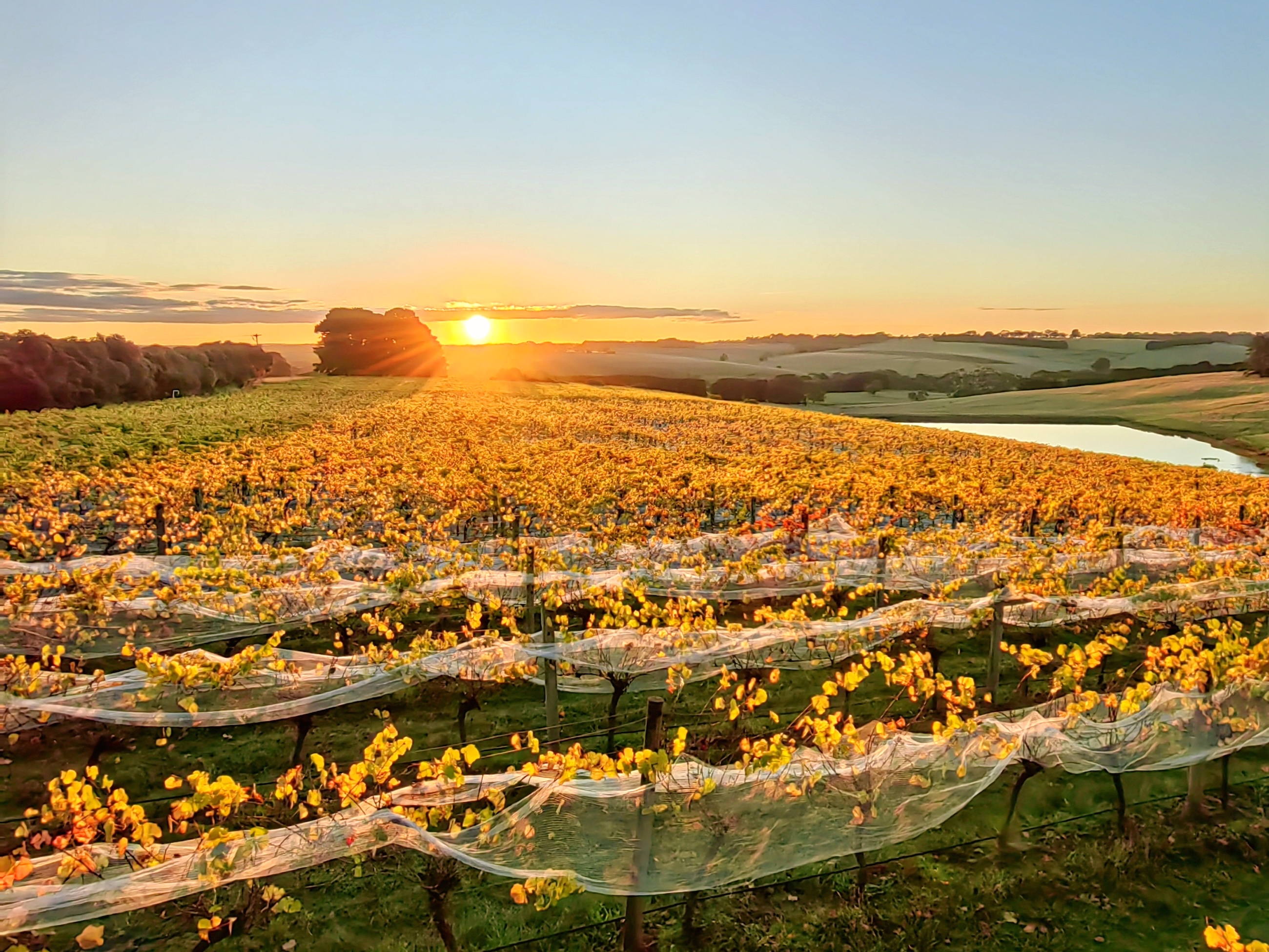 Bellbrae Estate sunset over vineyard
