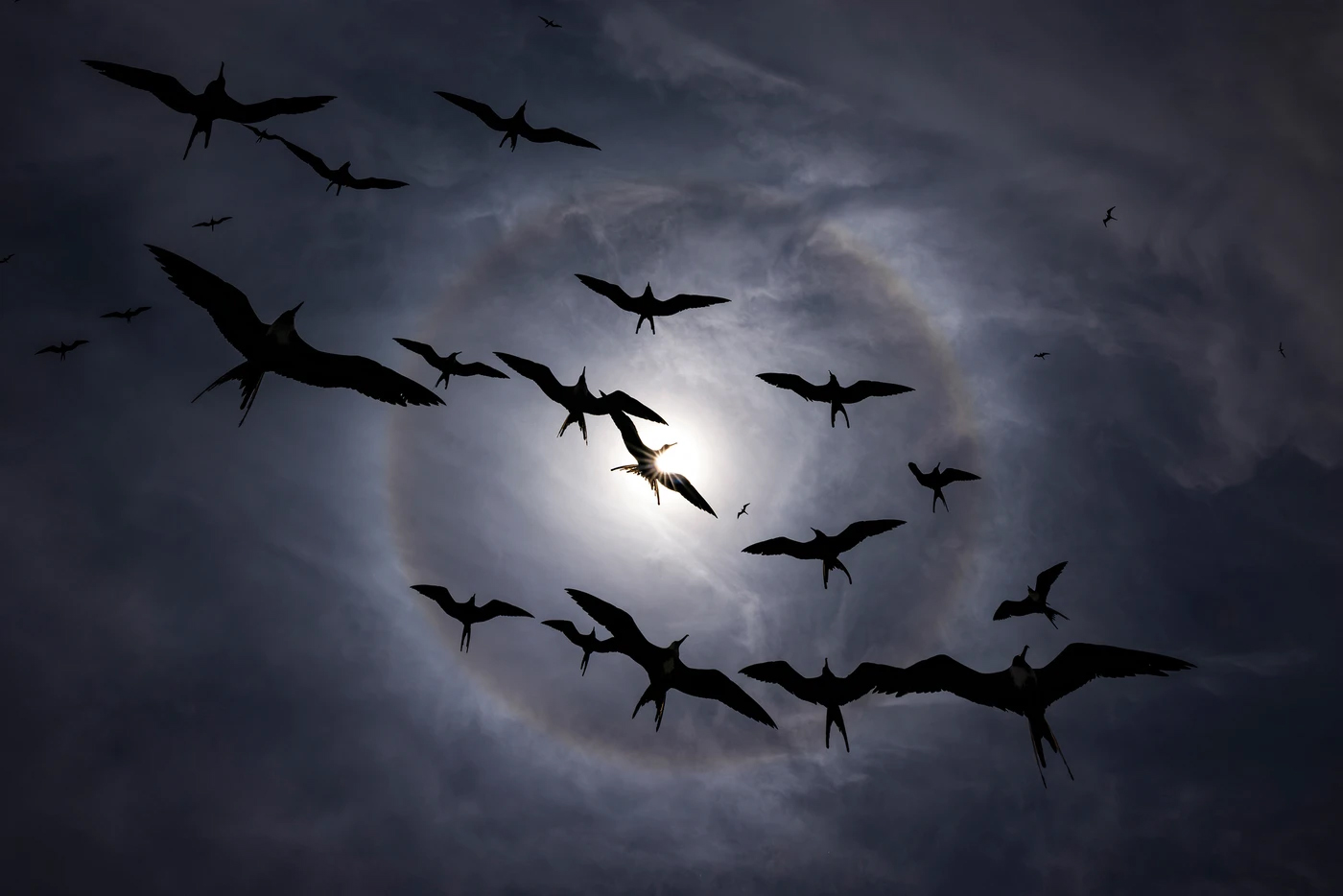 Silhouettes of birds flying against a cloudy sky with a bright sun halo creating a dramatic circular light effect
