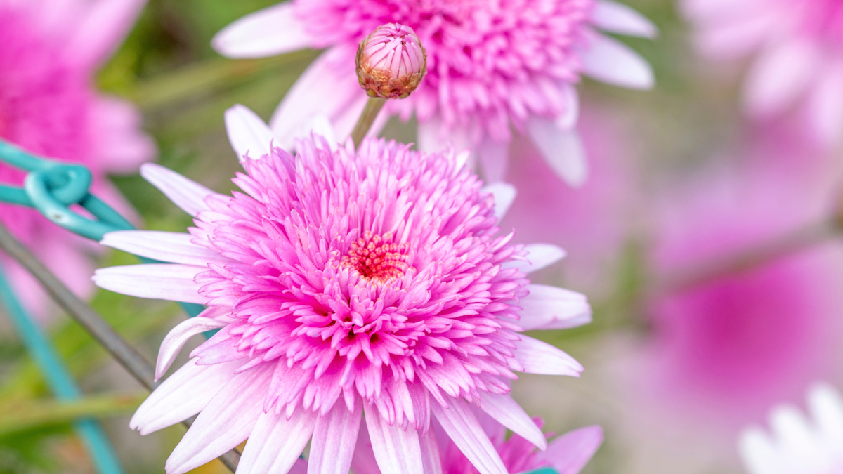 The Zinnia Dupe That Comes Back Every Year – It’s Beautiful And Birds Adore It!
