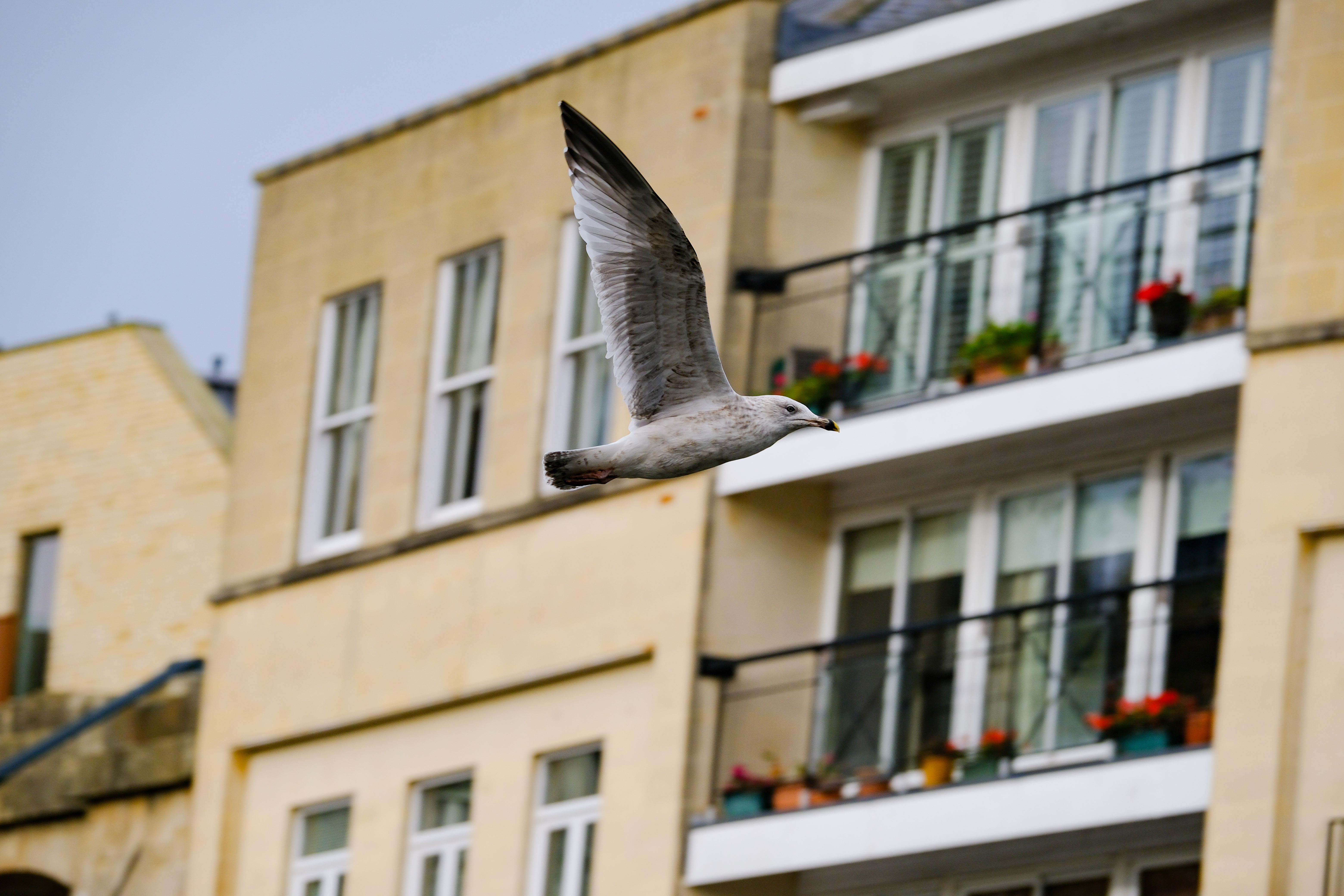 A photo of a seagull in flight, taken on the Fujifilm X-T30 III in high speed 20fps drive mode.