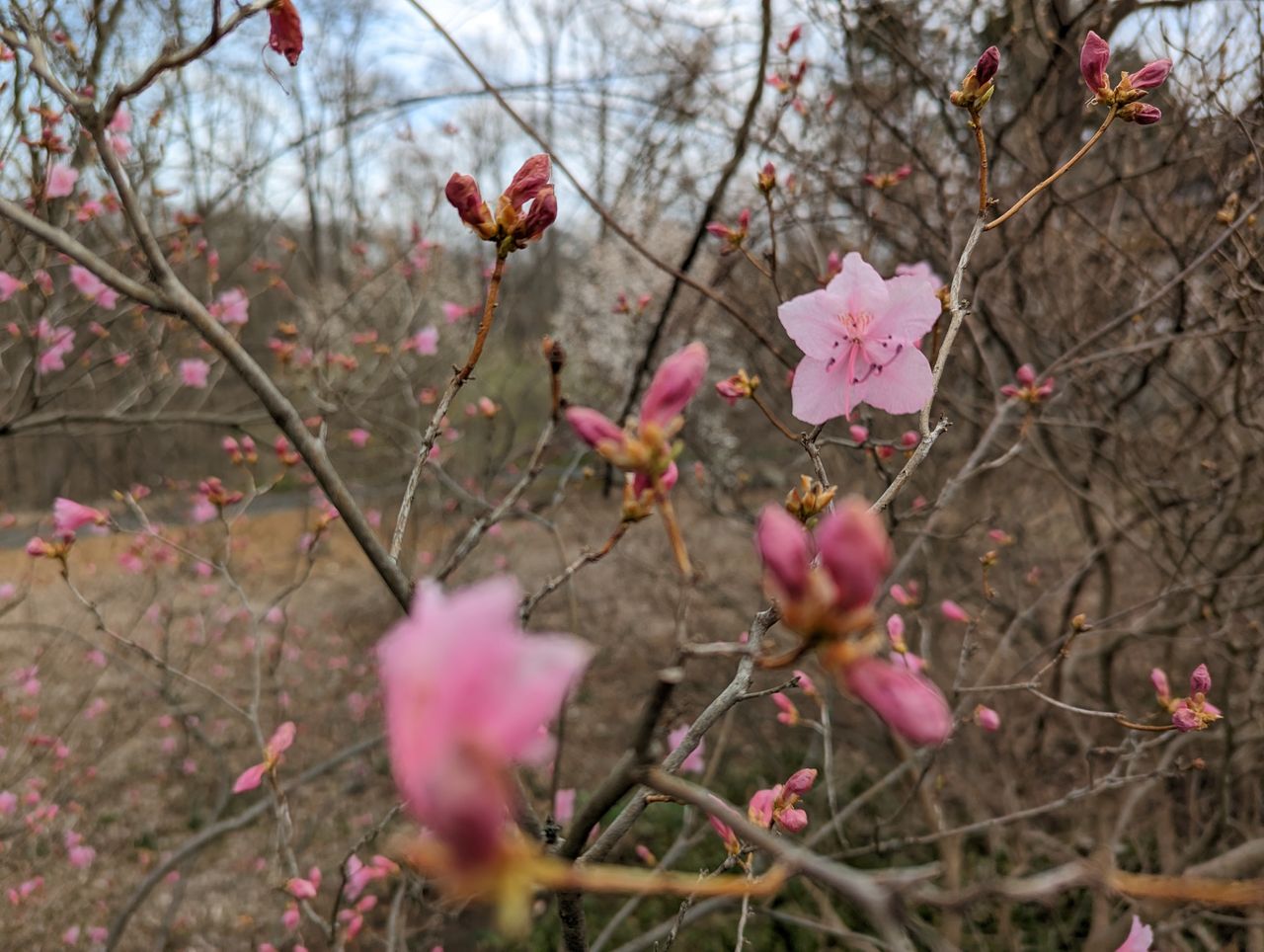 Pink blooms taken with best phone cameras and Nikon D750