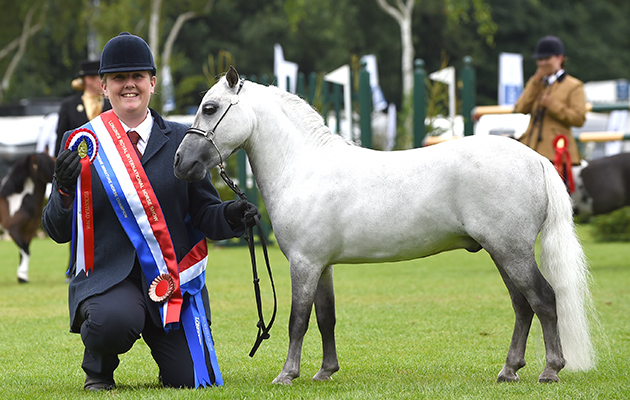 Claudia Foulkes with Hailstone Ready To Rumble, winner of the BMHS Supreme Miniature Horse Championship