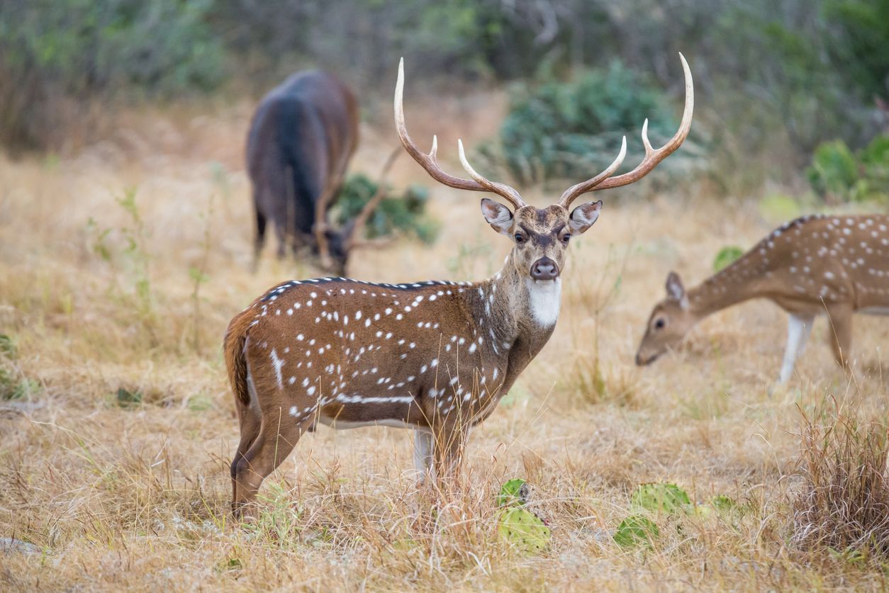 Chital deer