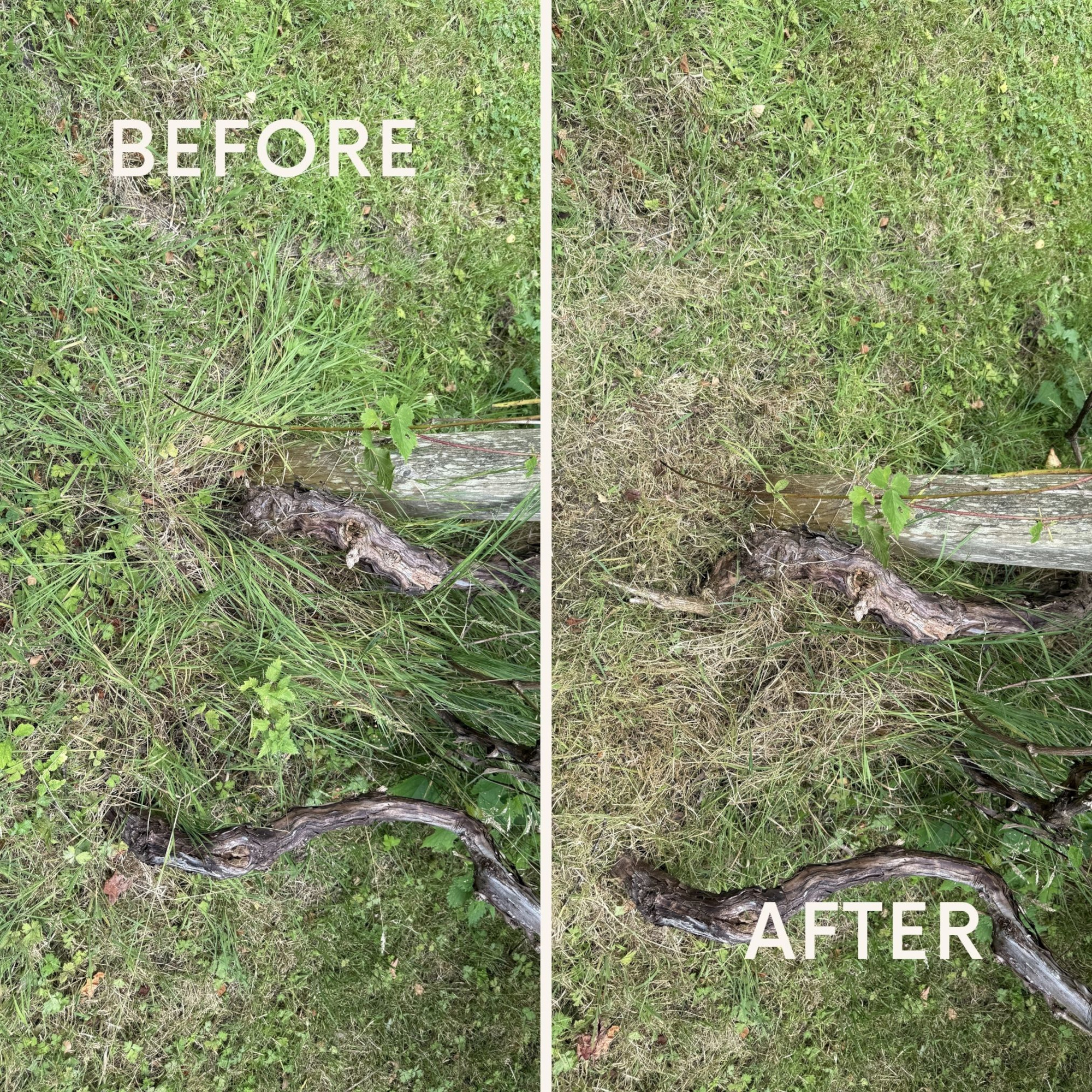 before and after trimming grass around a tree using the karcher grass trimmer