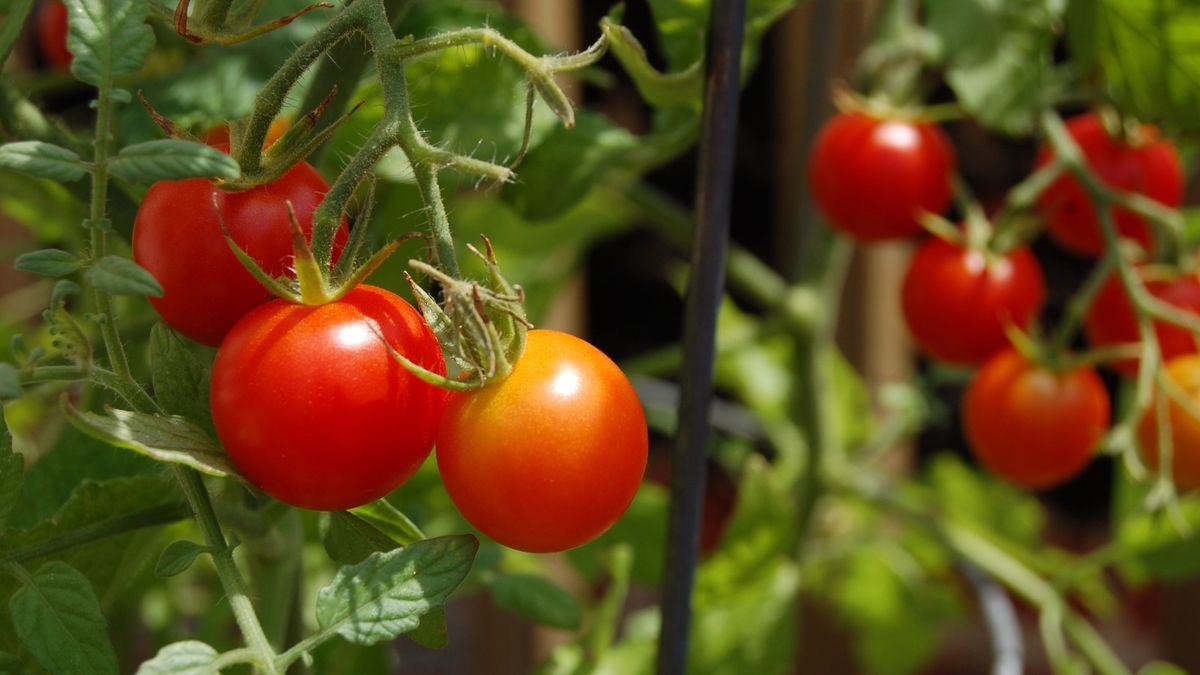 Can you grow tomatoes in a bucket? Experts offer tips for this space-efficient growing method
