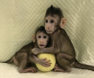 Zhong Zhong and Hua Hua are the first monkey clones created by somatic cell nuclear transfer.