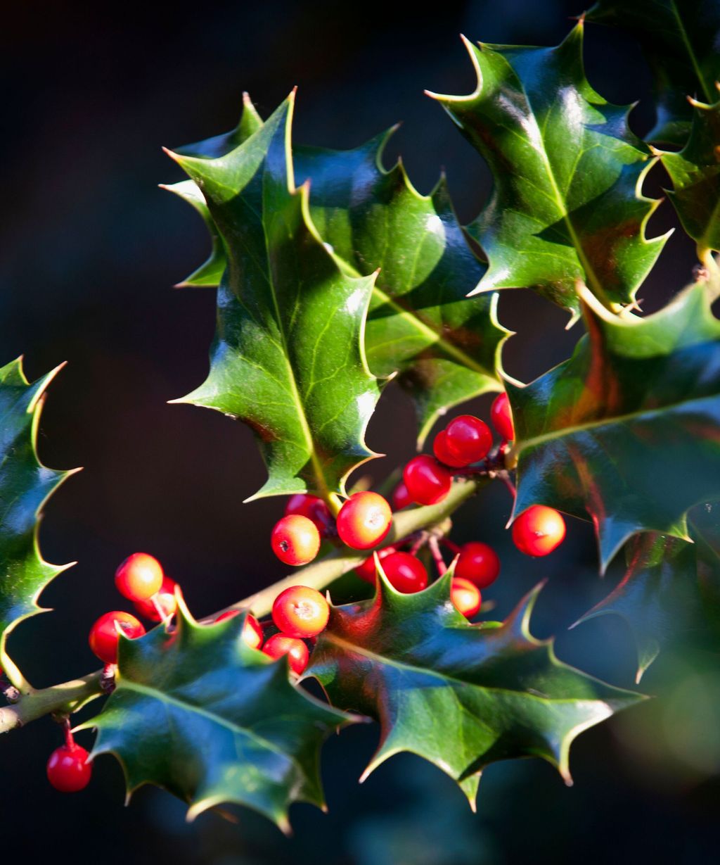 When to prune holly bushes to keep this festive bush in check Homes & Gardens