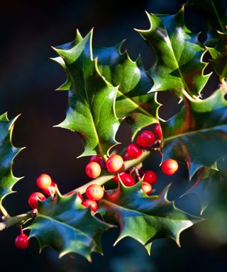 A single stem of a holly bush with green spiked leaves and bright red berries