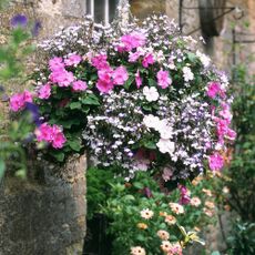 Hanging basket with busy lizzies and lobelia 