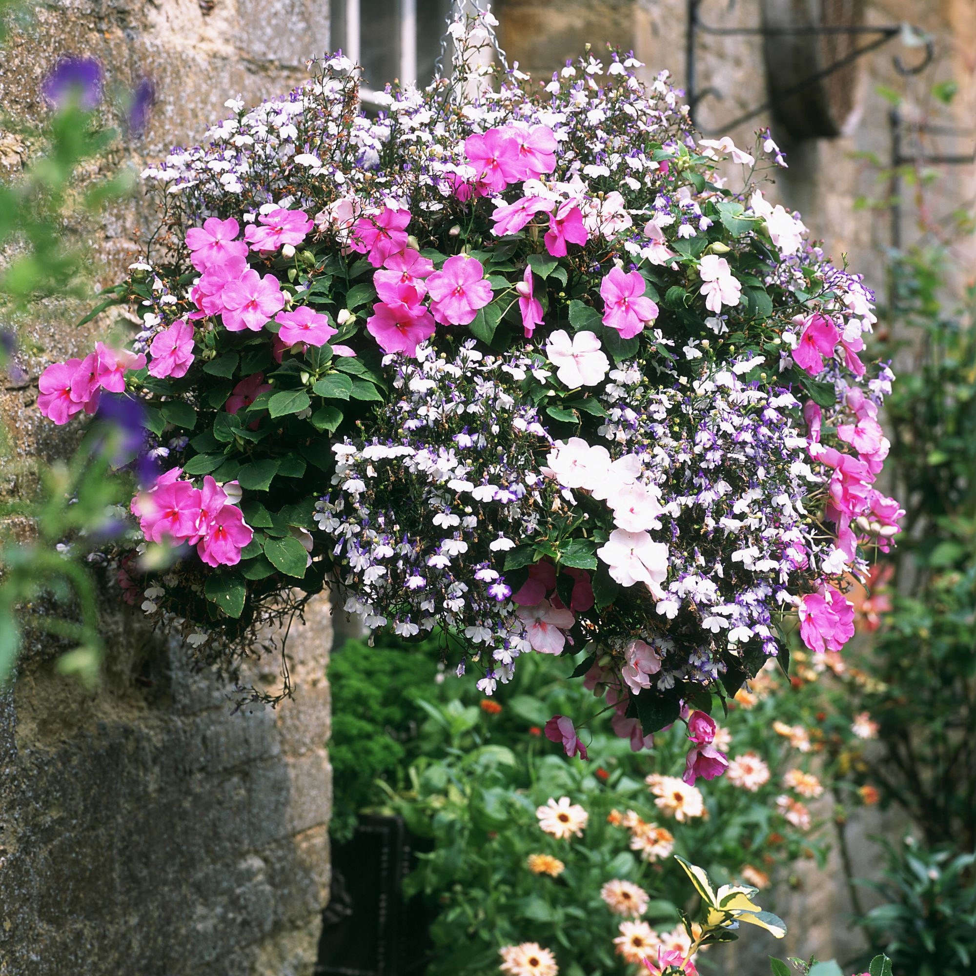 Hanging basket with busy lizzies and lobelia 