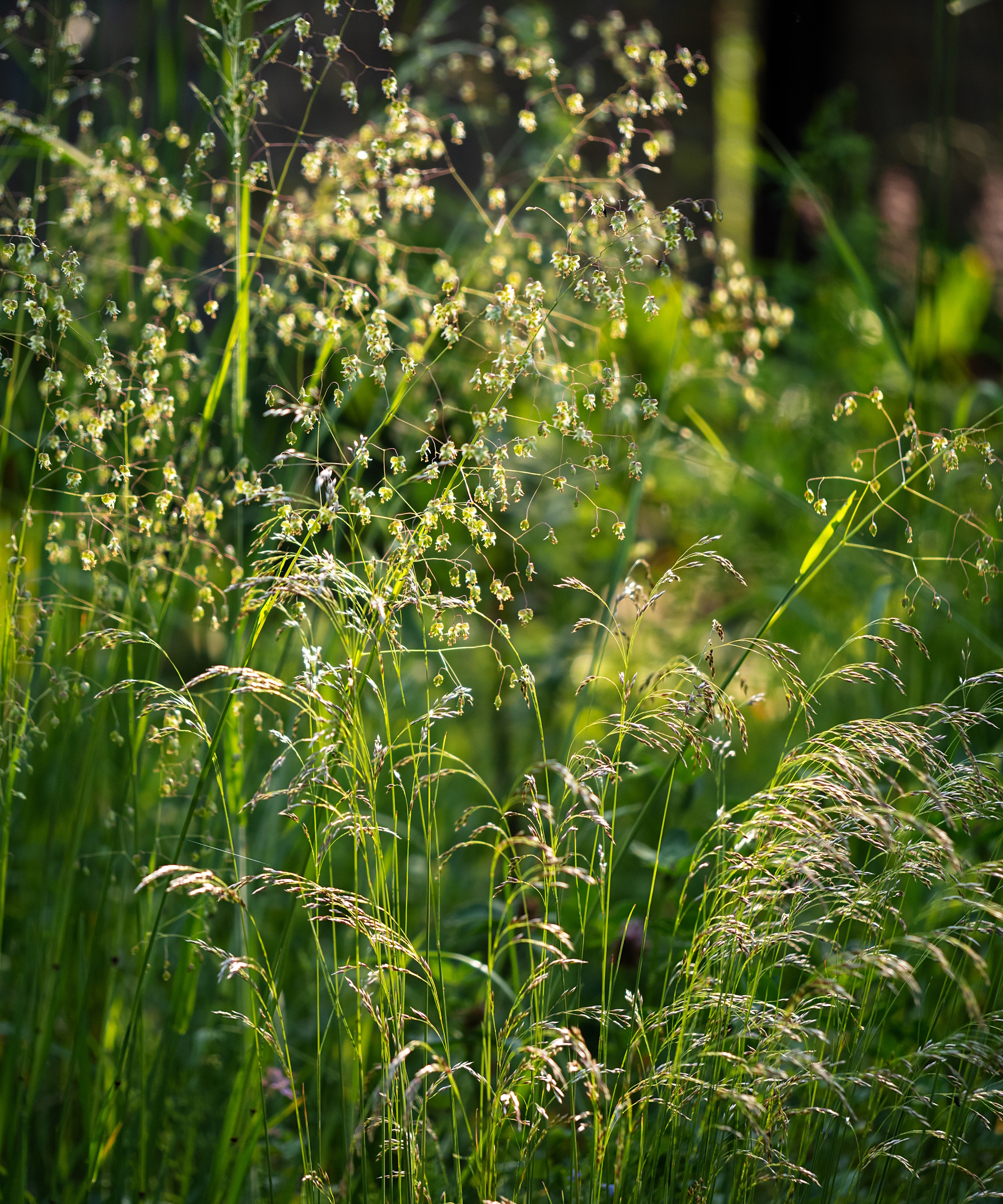 Summer flowering quaking-grass, Briza media