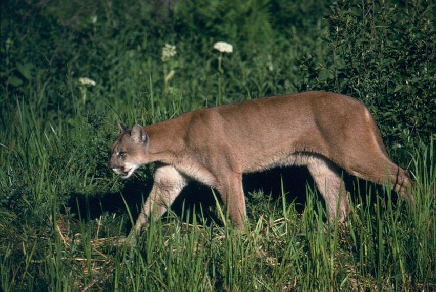 In Photos Elusive Mountain Lions Come Out Of Hiding Live Science