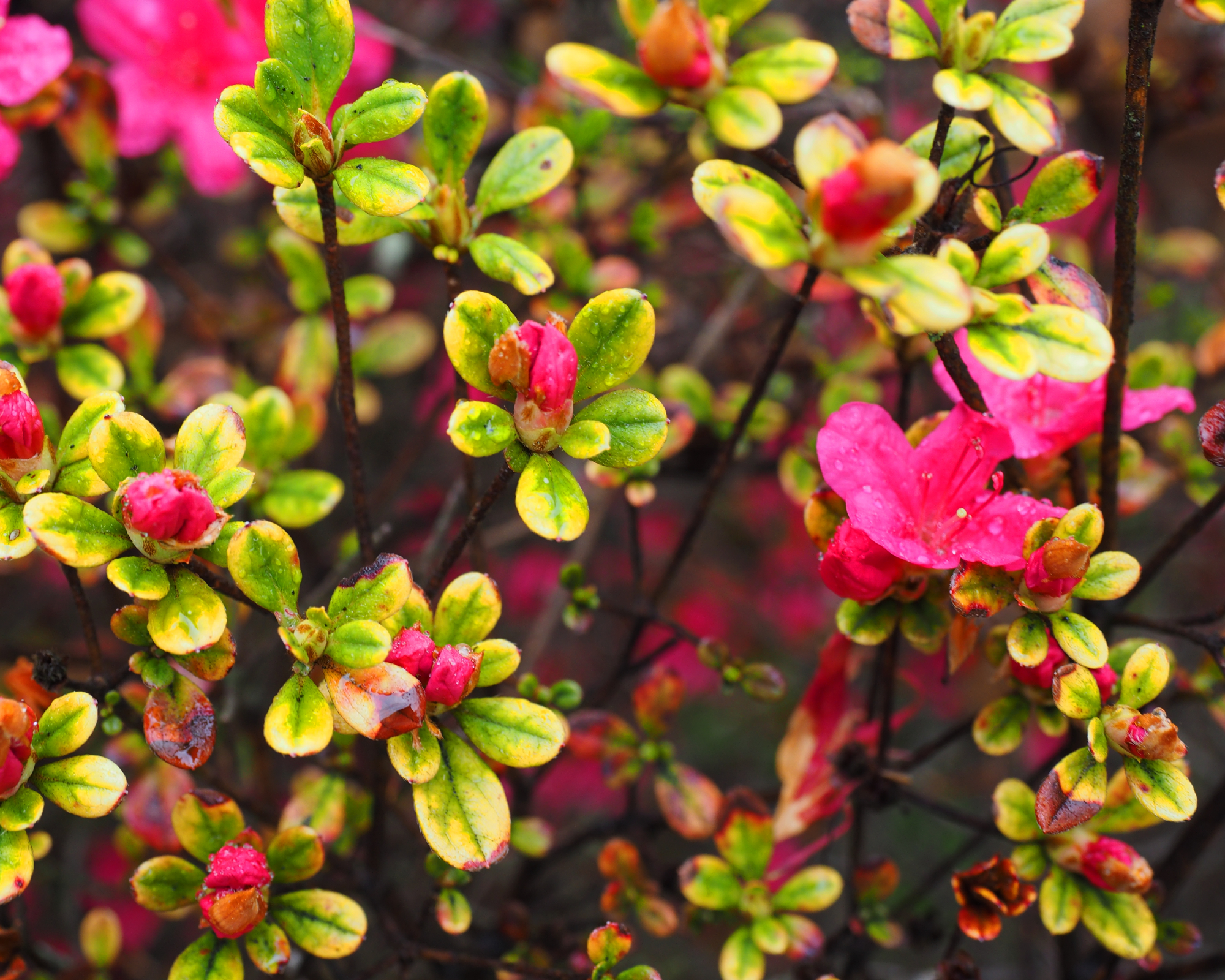azalea lacking nutrients and in need of care