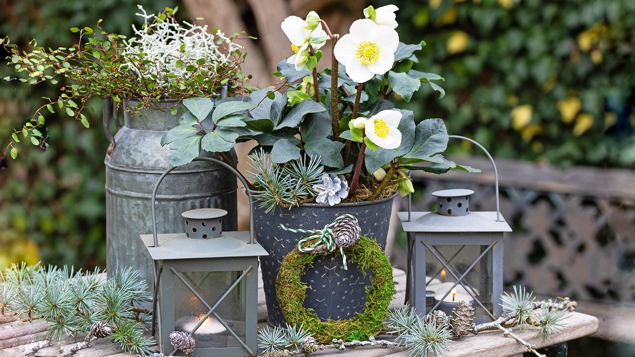 Winter porch pot with hellebores and moss wreath