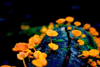orange pore fungus with pretty spores growing on a piece of dedwood