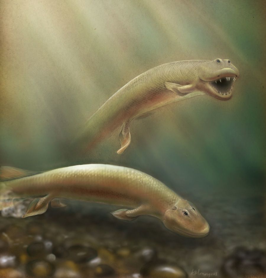 illustration of Tiktaalik roseae fish.